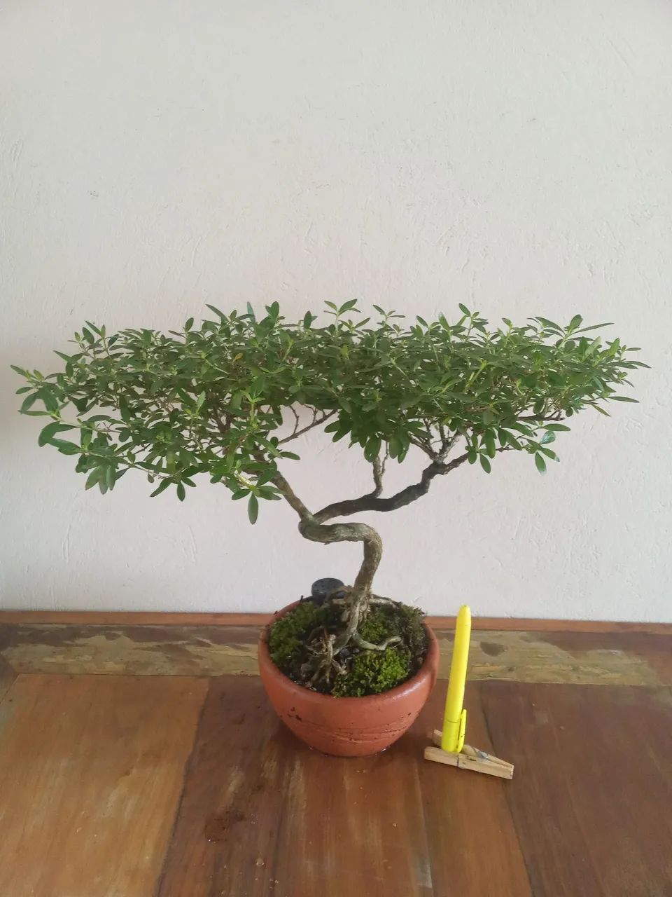 Bonsai 