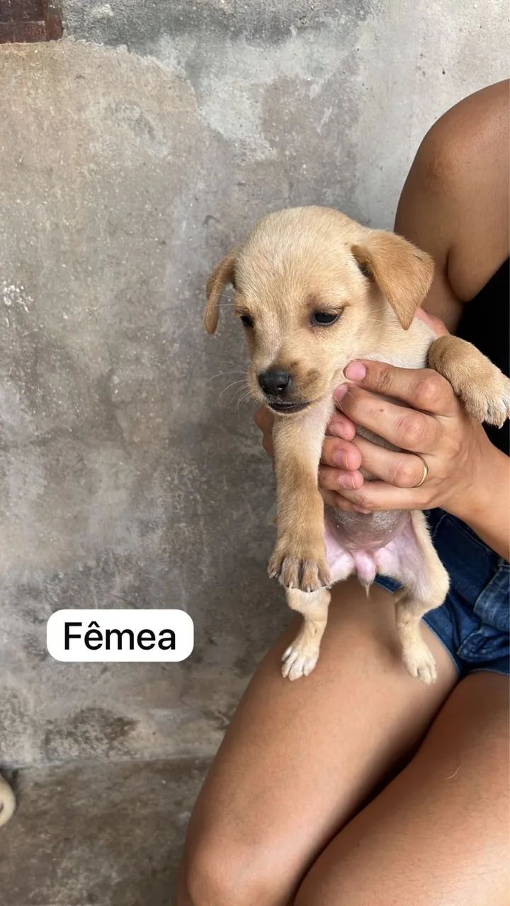 Cachorros
