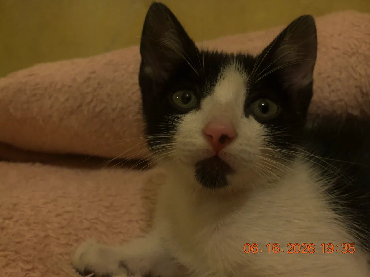 pet sitter - Foto 2