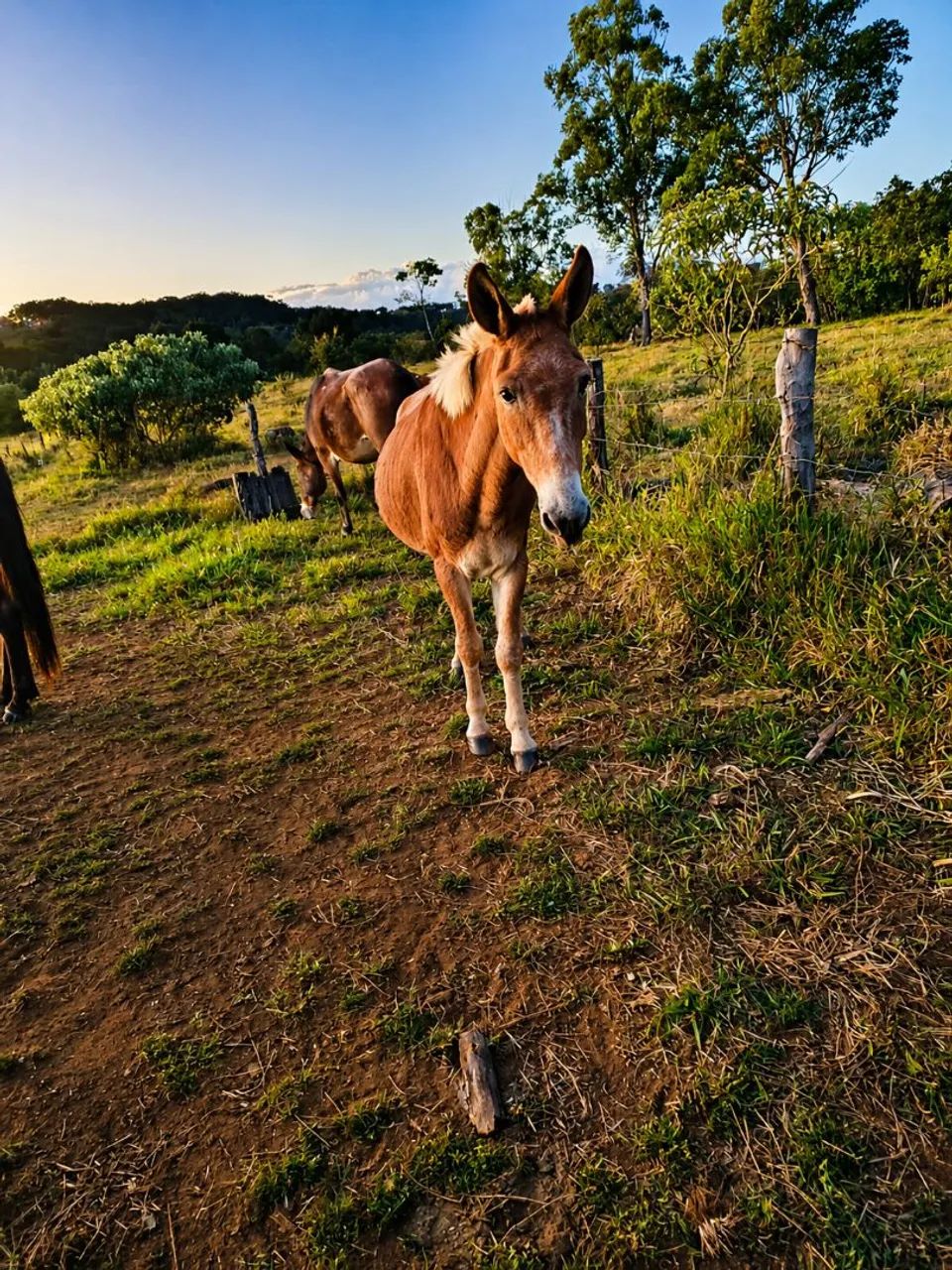 Vende se burro 