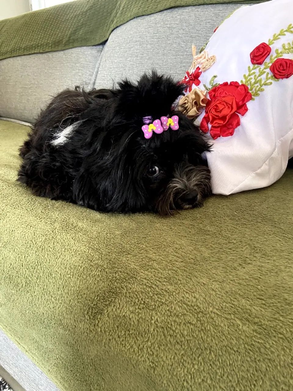 Cachorro para adoção  - Foto 3