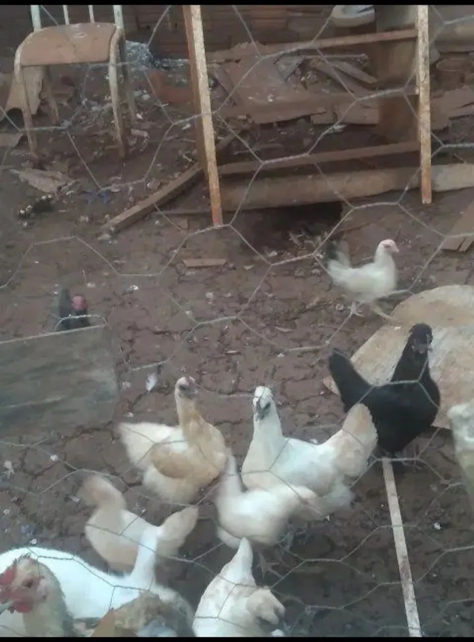 Vendo galinhas ganize 10 cada e galinhos 10
