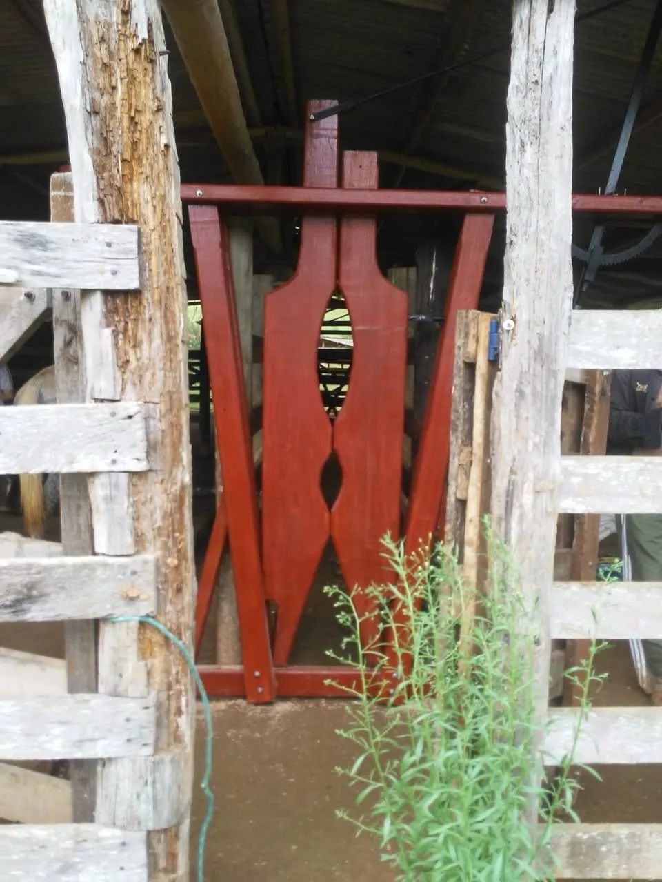 Pescoceira - Foto 2