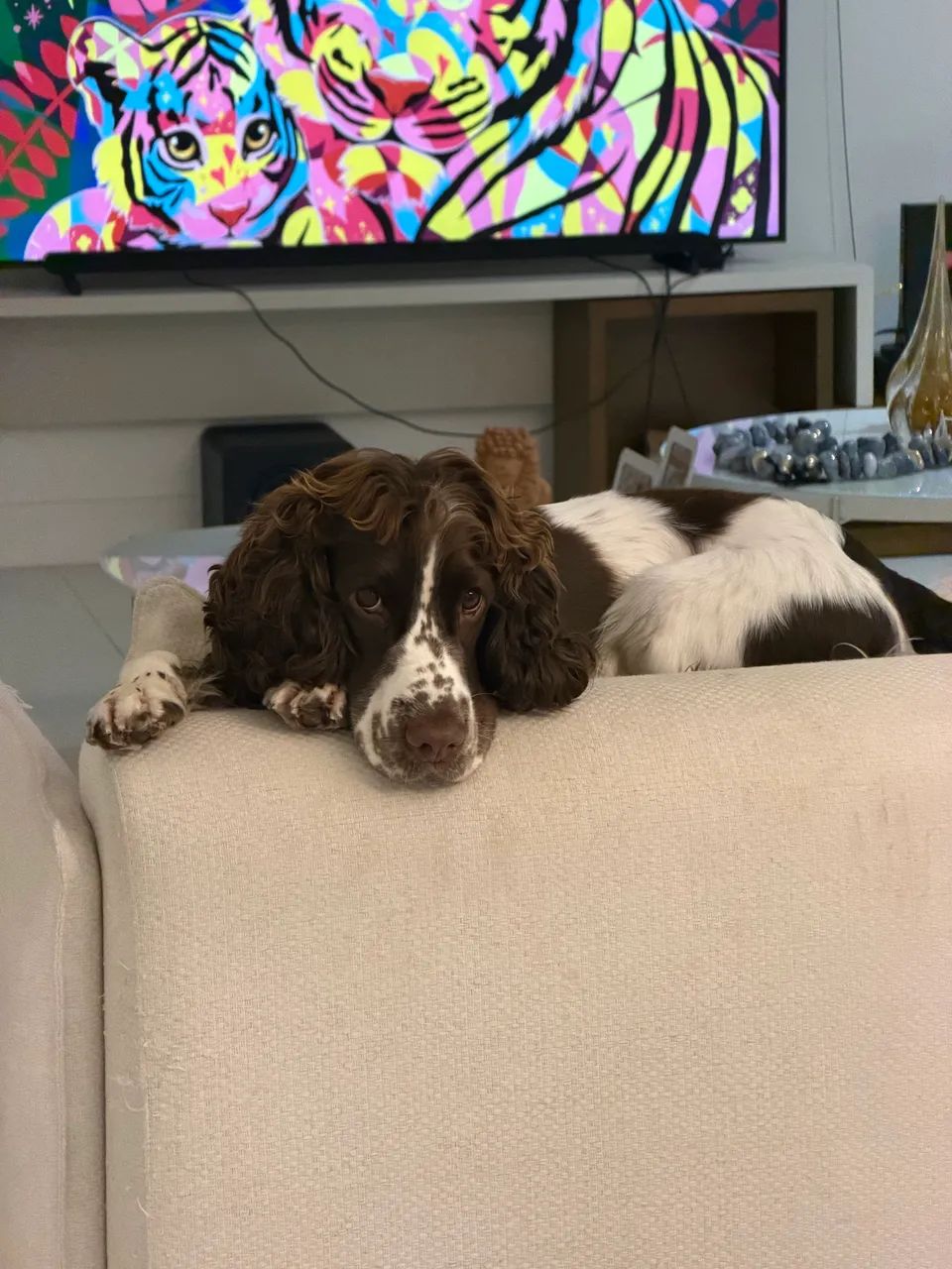 Cocker Spaniel procura namorada  - Foto 3