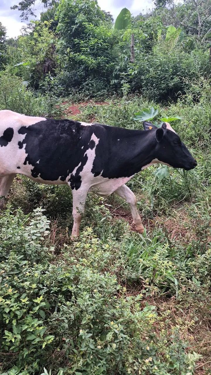 Novilhas de leite  - Foto 5