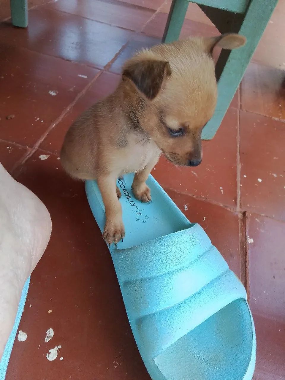 Pinscher n0 - Foto 2
