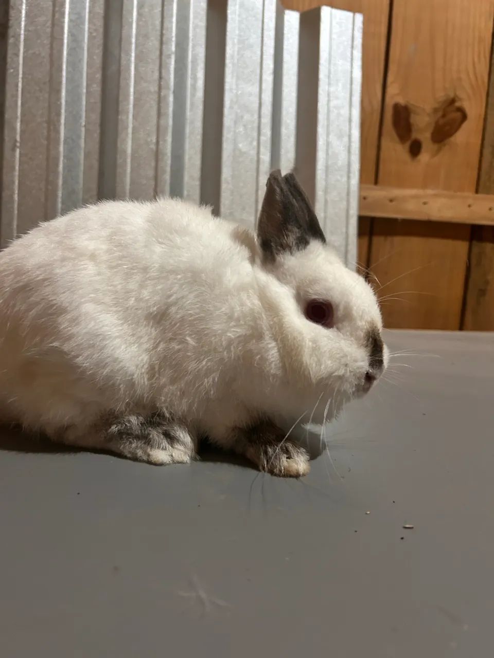 Coelhos anão  - Foto 2