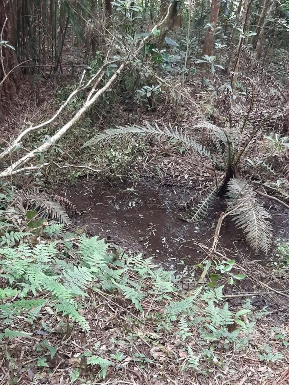 Área Rural em Campo Alegre de 14.000m2 - Foto 3