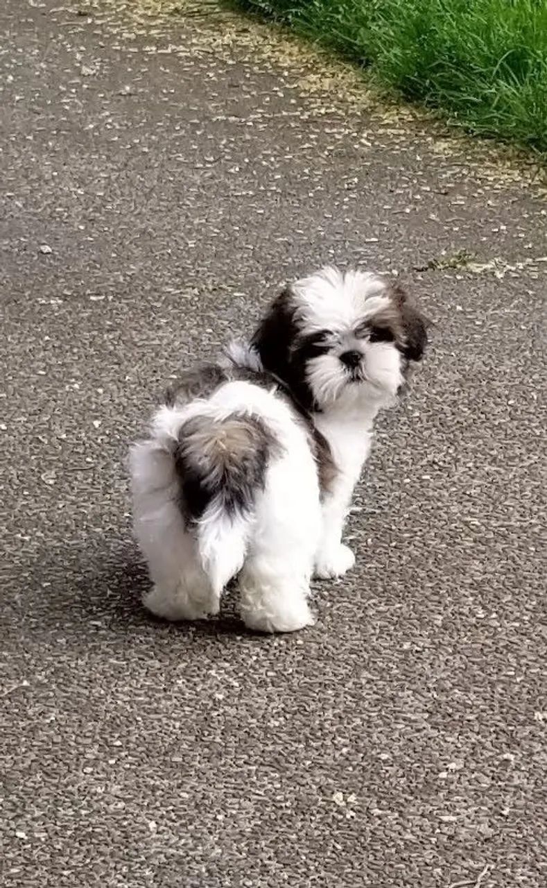 Filhotes de Shih Tzu com excelente linhagem - Foto 2