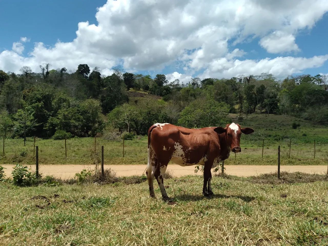 Excelente bezerra. - Foto 2