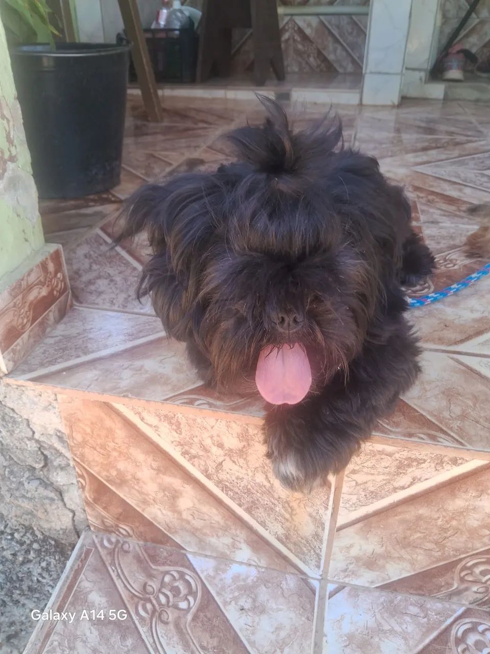 Adoção - Foto 3
