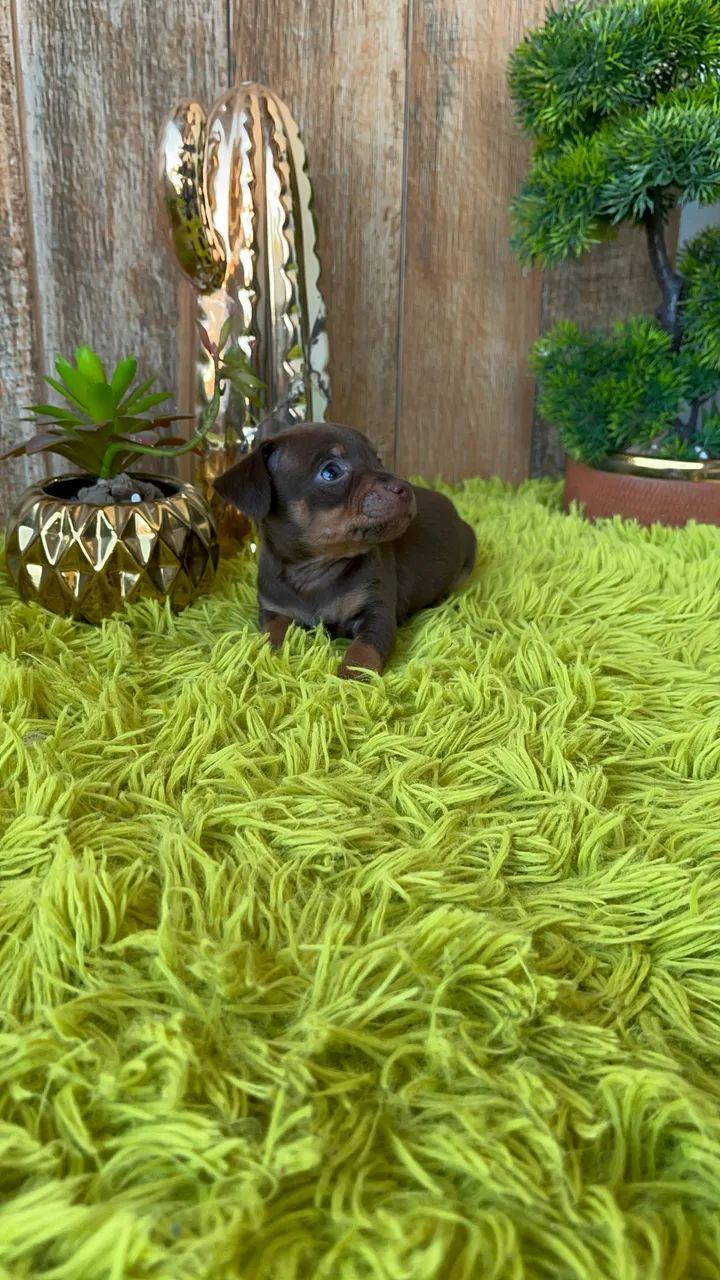 Pinscher macho - Foto 2