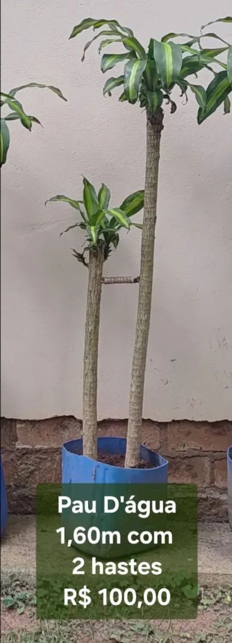 Planta Pau D'água 1,60m com 2 hastes