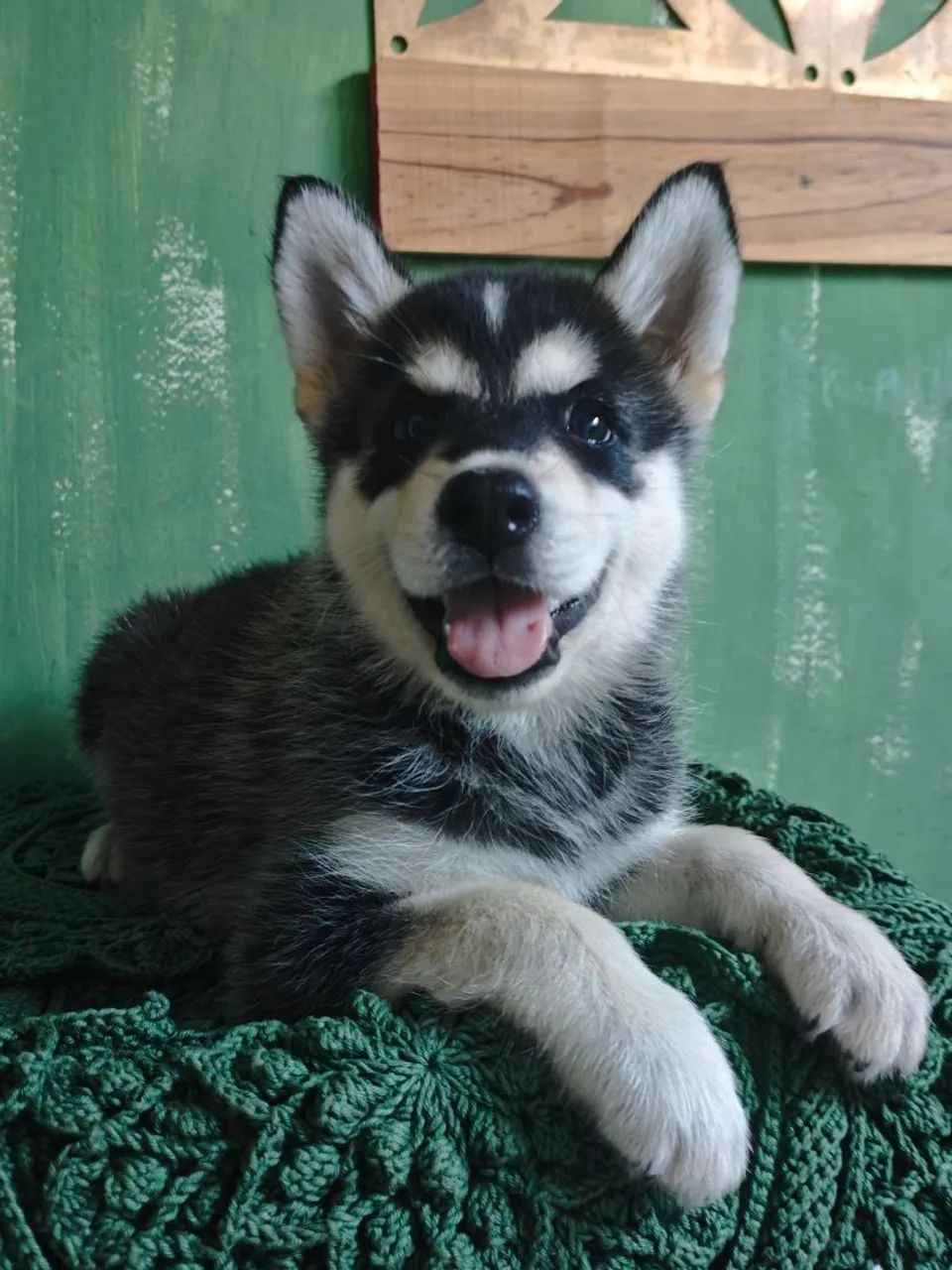 Filhotes de Husky Siberiano  - Foto 4