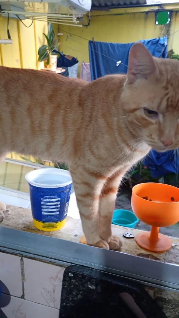 Adote seu pet e faça ele feliz  - Foto 3