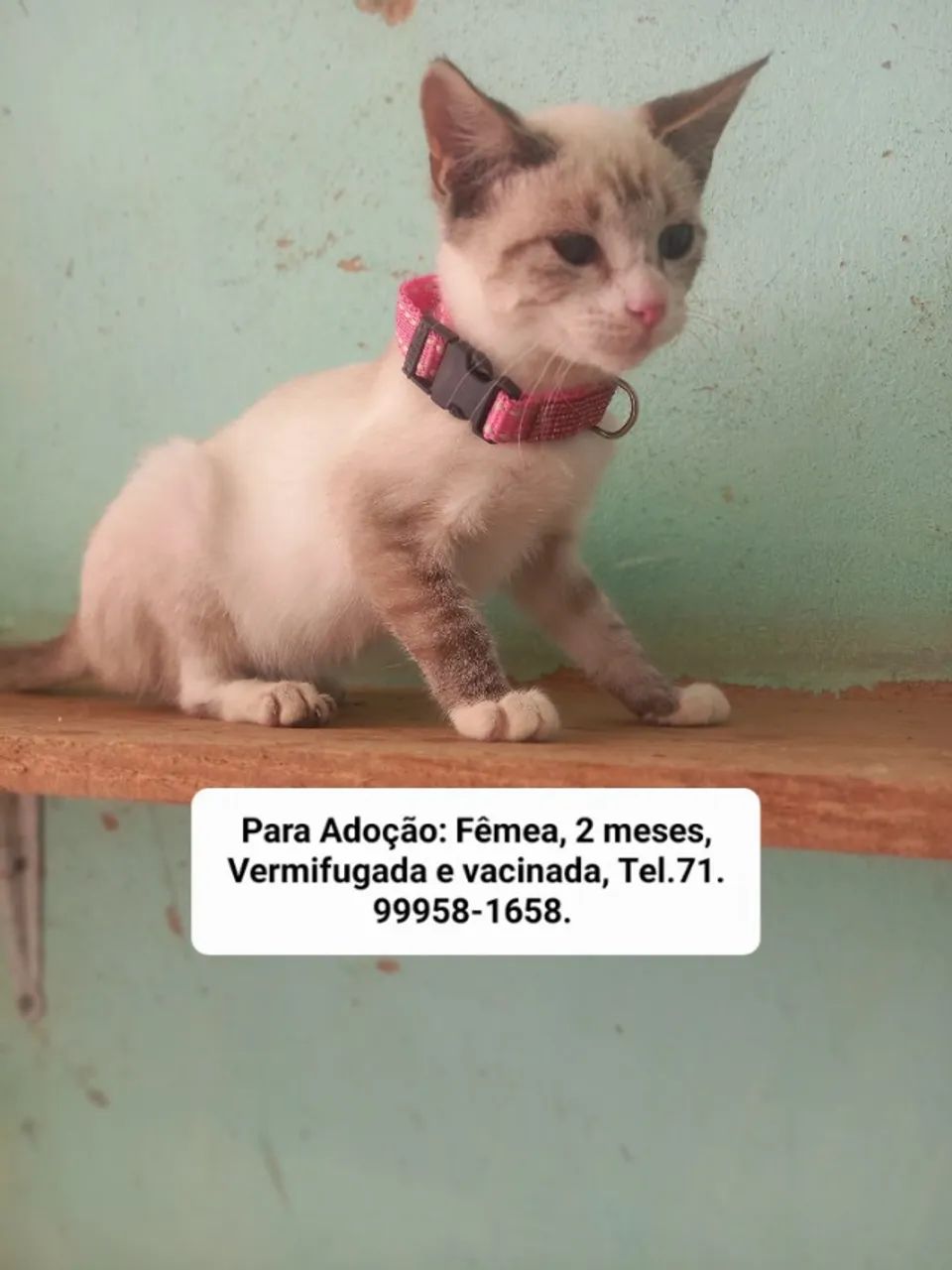 Gatos para Adoção  - Foto 5