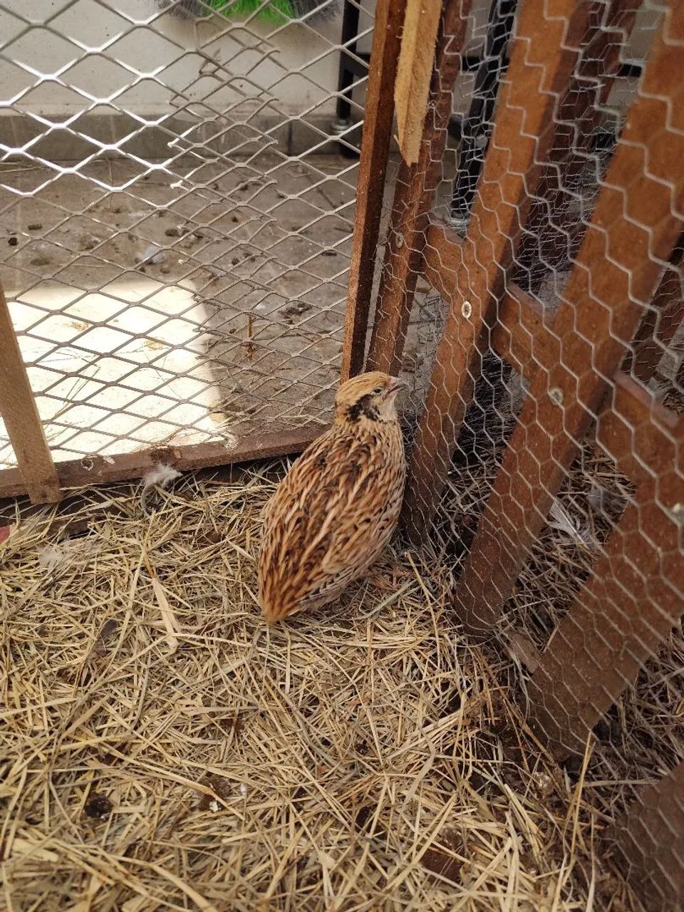Vendo 10 codornas fêmeas gigantes e 1 chinesa