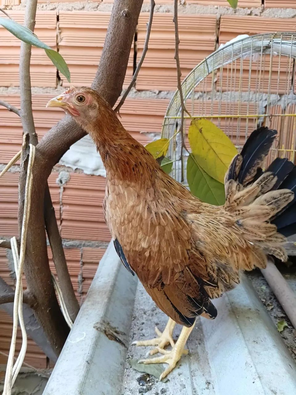 Galos e galinhas 