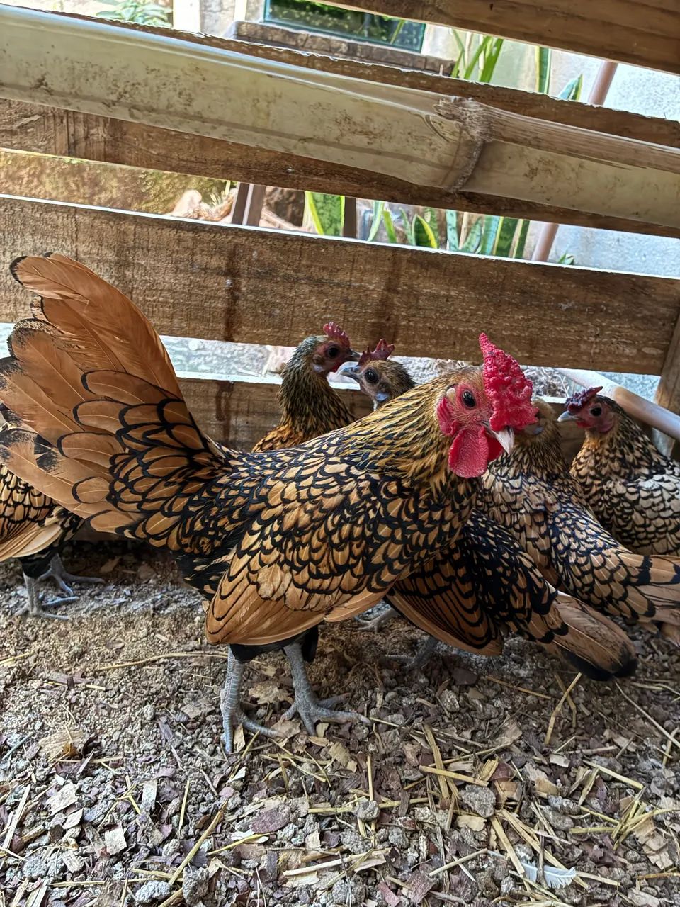 Sebright Dourada - Foto 4
