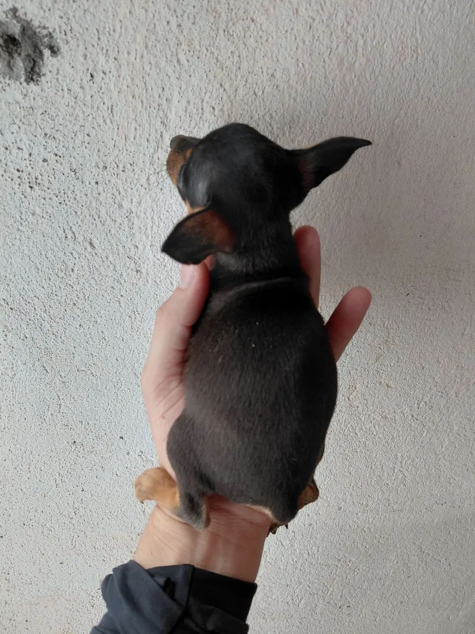 Filhote de pinscher - Foto 2