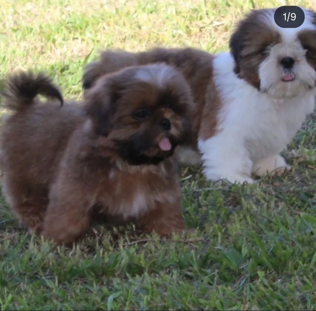 Shih tzu filhotes, com pedigree contrato de compra e venda vacinas conforme a idade  - Foto 4