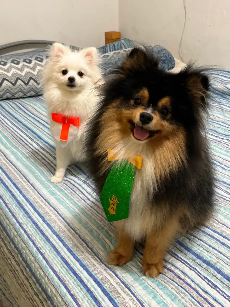 Lulu da Pomerania Sable   - Foto 3