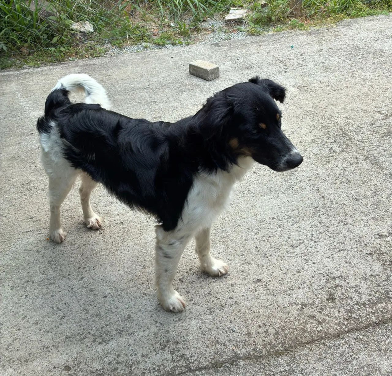 Doaç ão de cachorro castrado - Foto 2