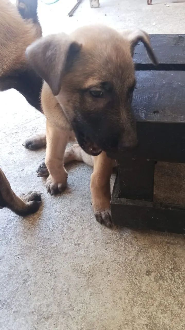 CACHORRO DE RAÇA  - Foto 5