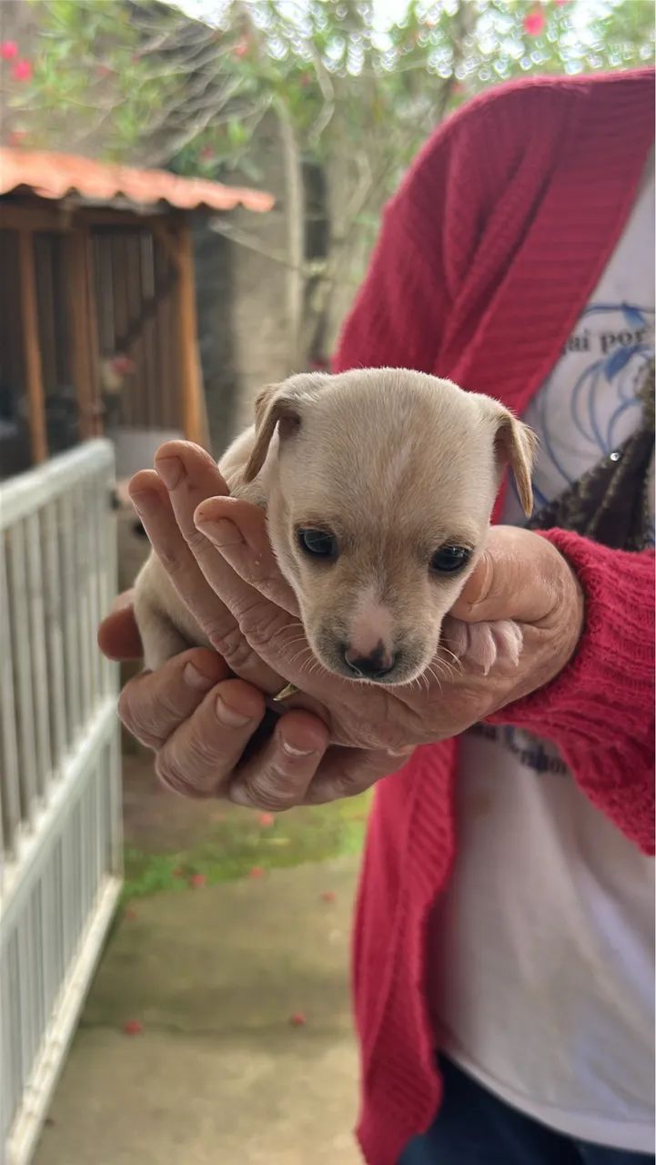 Vendo Pinscher 1  - Foto 2