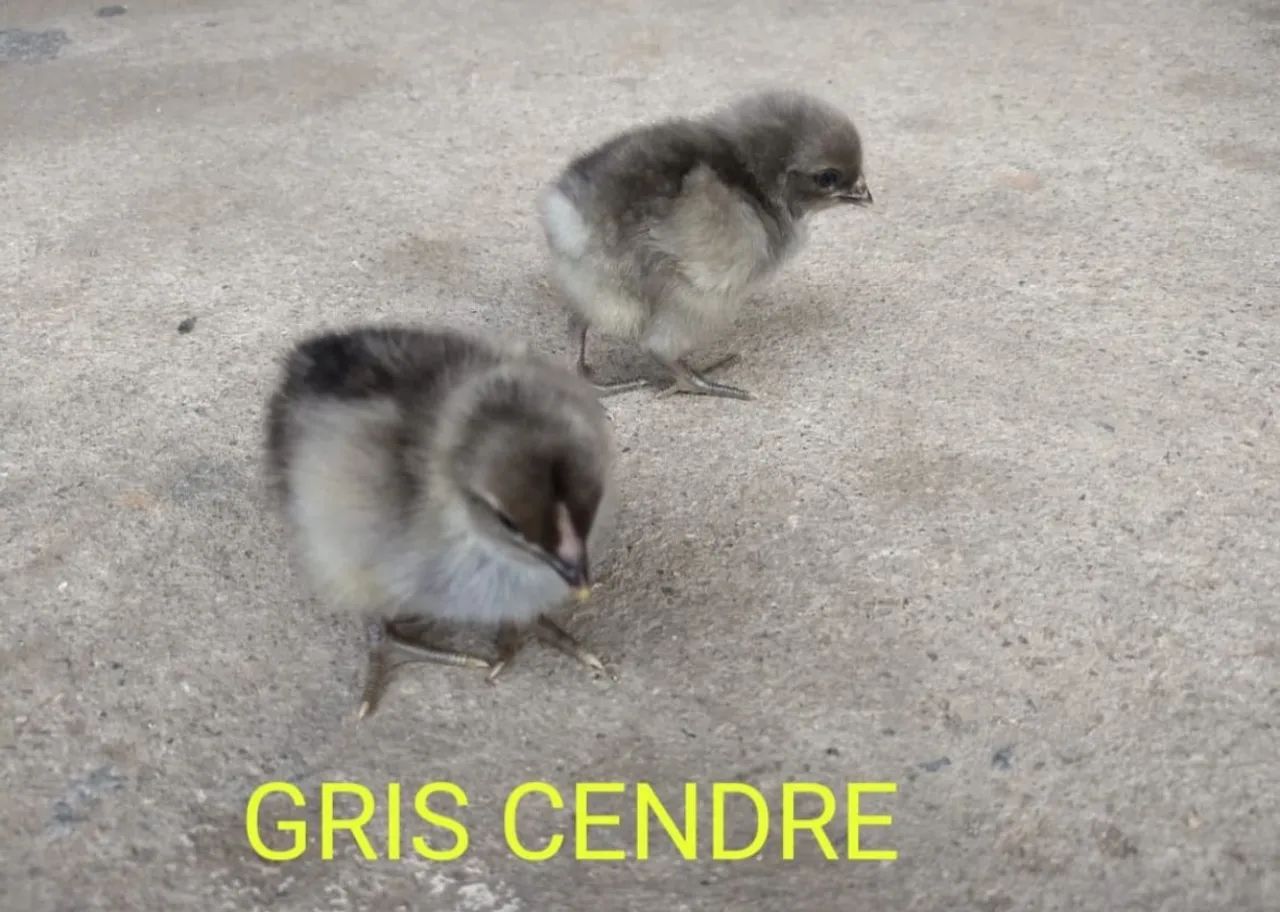 Pintos de um dia postura e caipira  - Foto 5