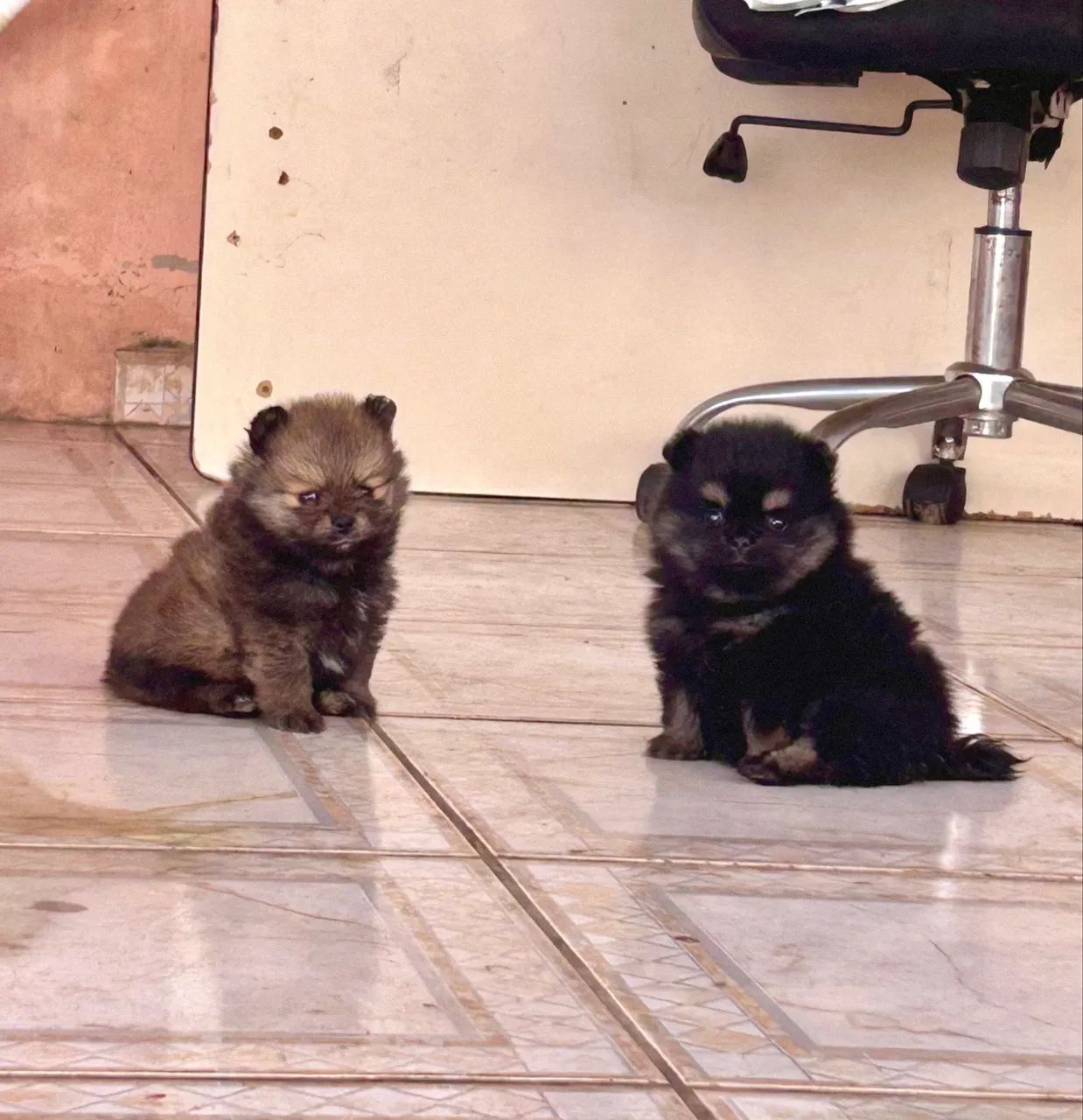 Filhote de Spitz Alemão  - Foto 4