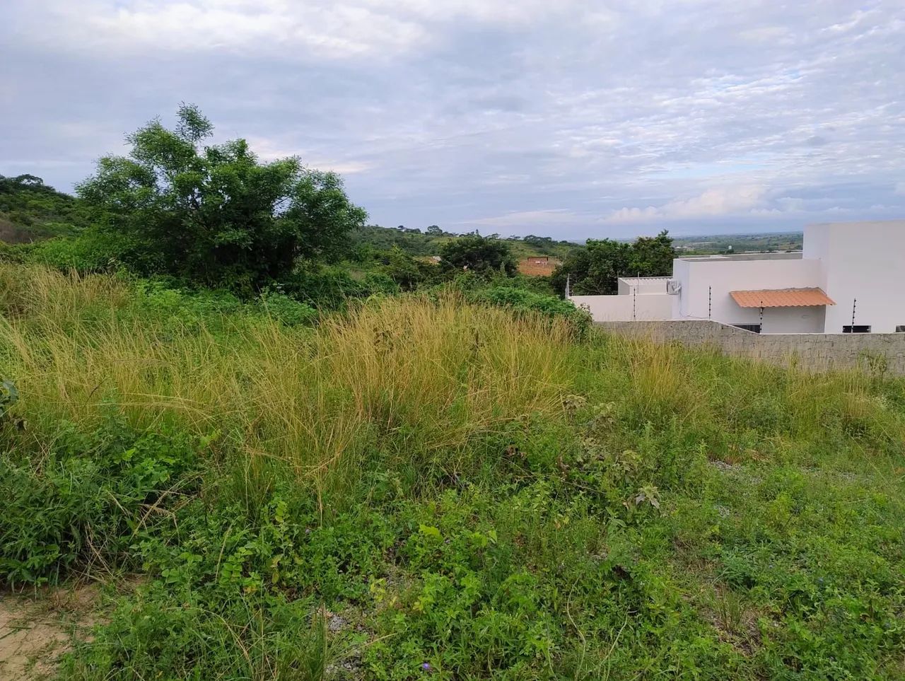 Terreno Montadas oliveiras II - Foto 3