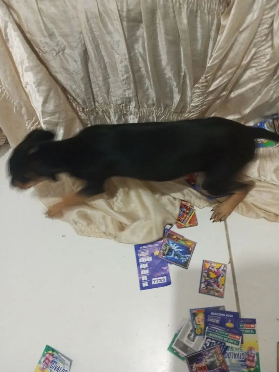 Vendo cachorro da raça pinscher - Foto 2