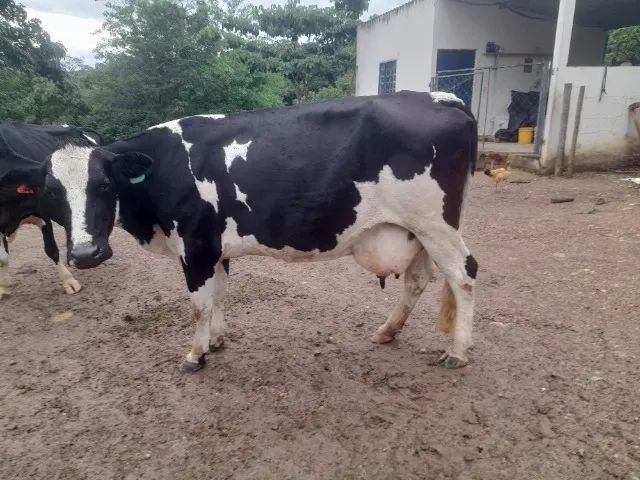 Liquidação de plantel de Vacas, Novilhas e Bezerras Leiteiras - Animais de Inseminação