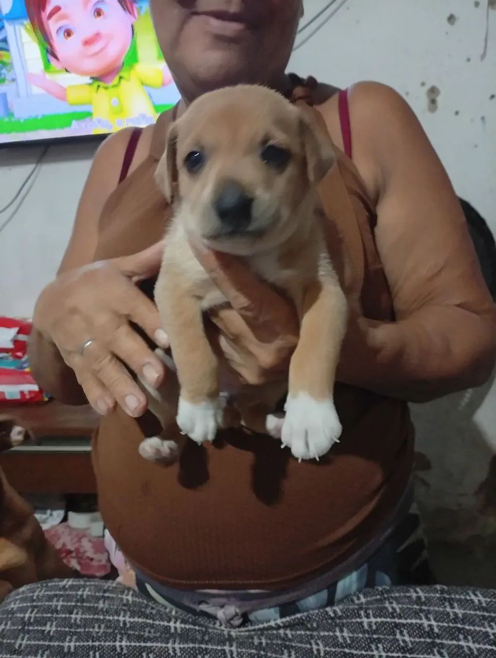 Doação de cachorras  - Foto 2