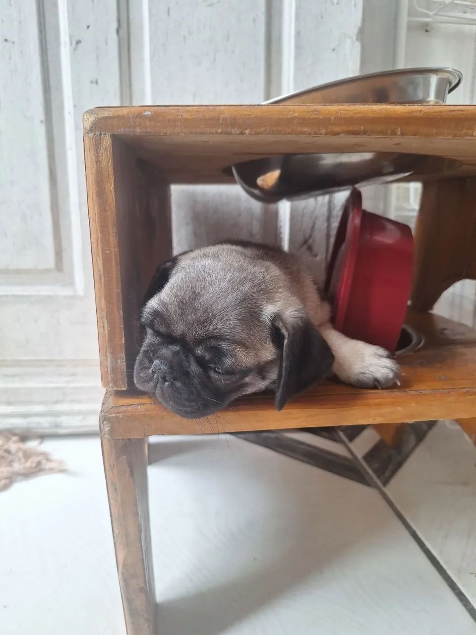 Filhote de pug - Foto 2