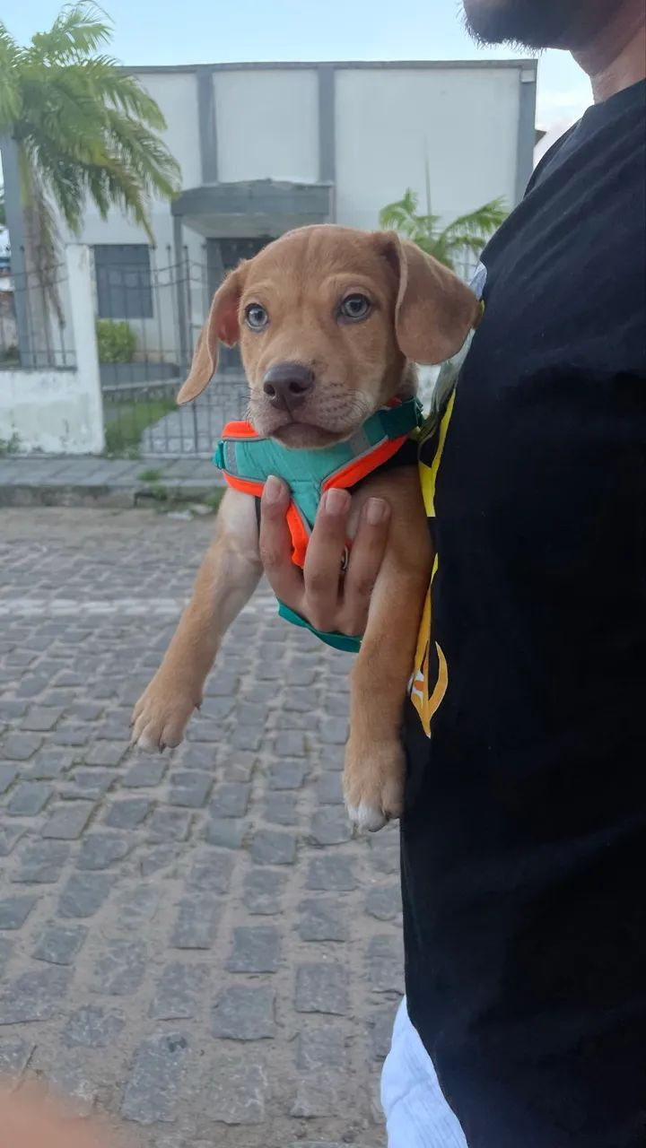 Chorei para adoção  - Foto 4