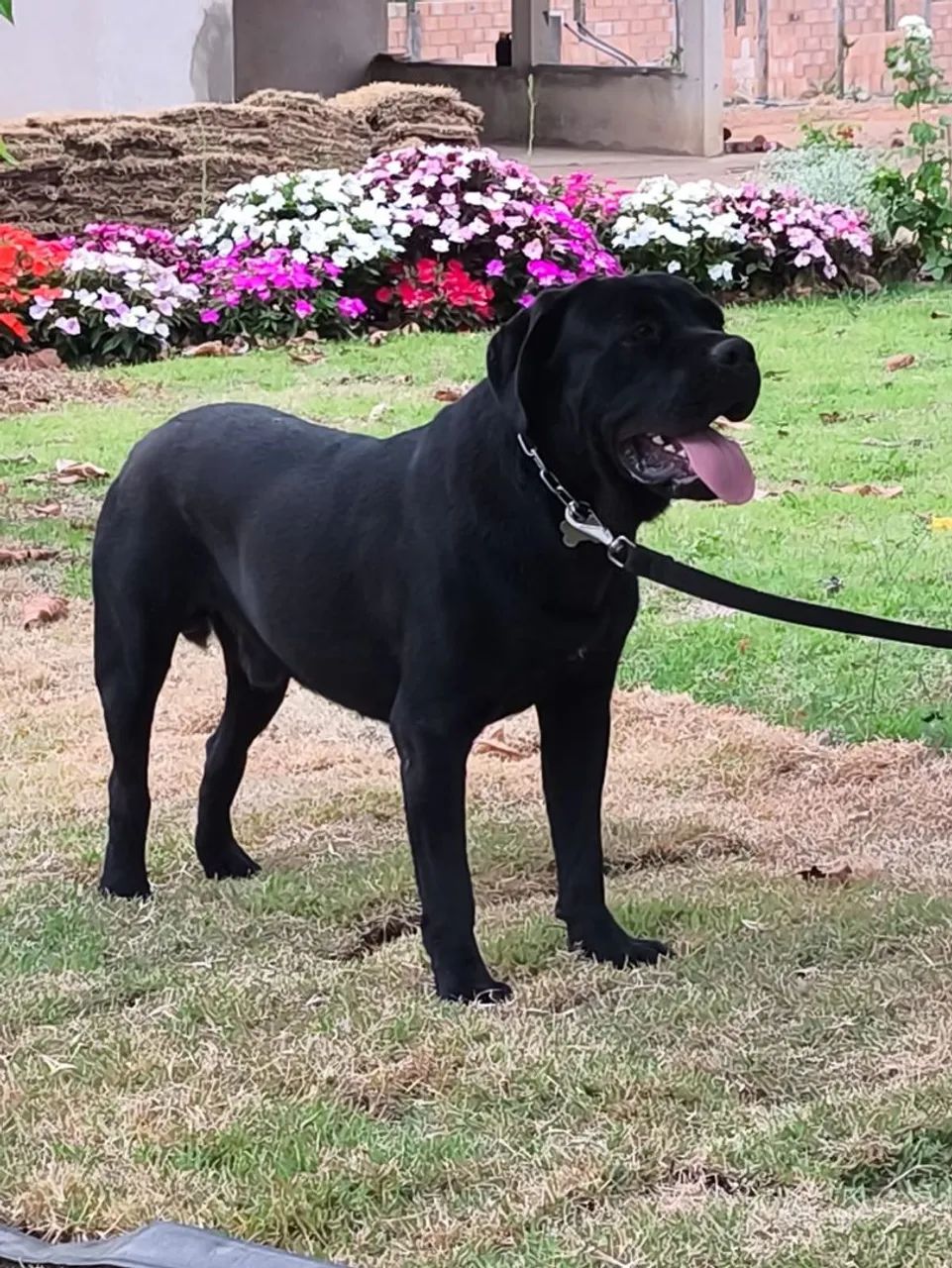 FILHOTES DE CANE CORSO ITALIANO  - Foto 4