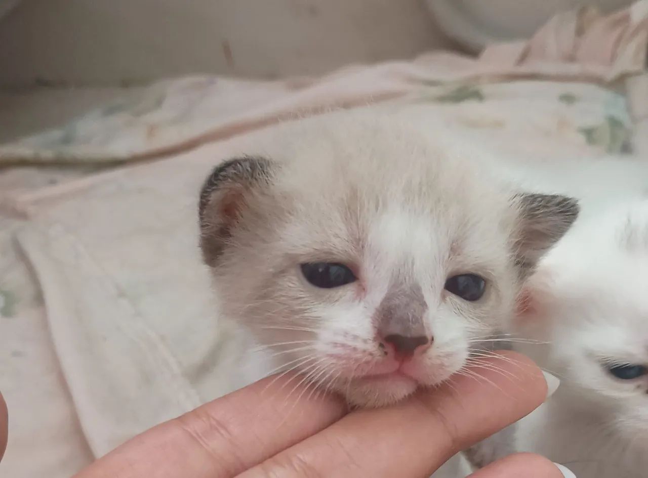 Gatinhos para adoção (Leia o anúncio)
