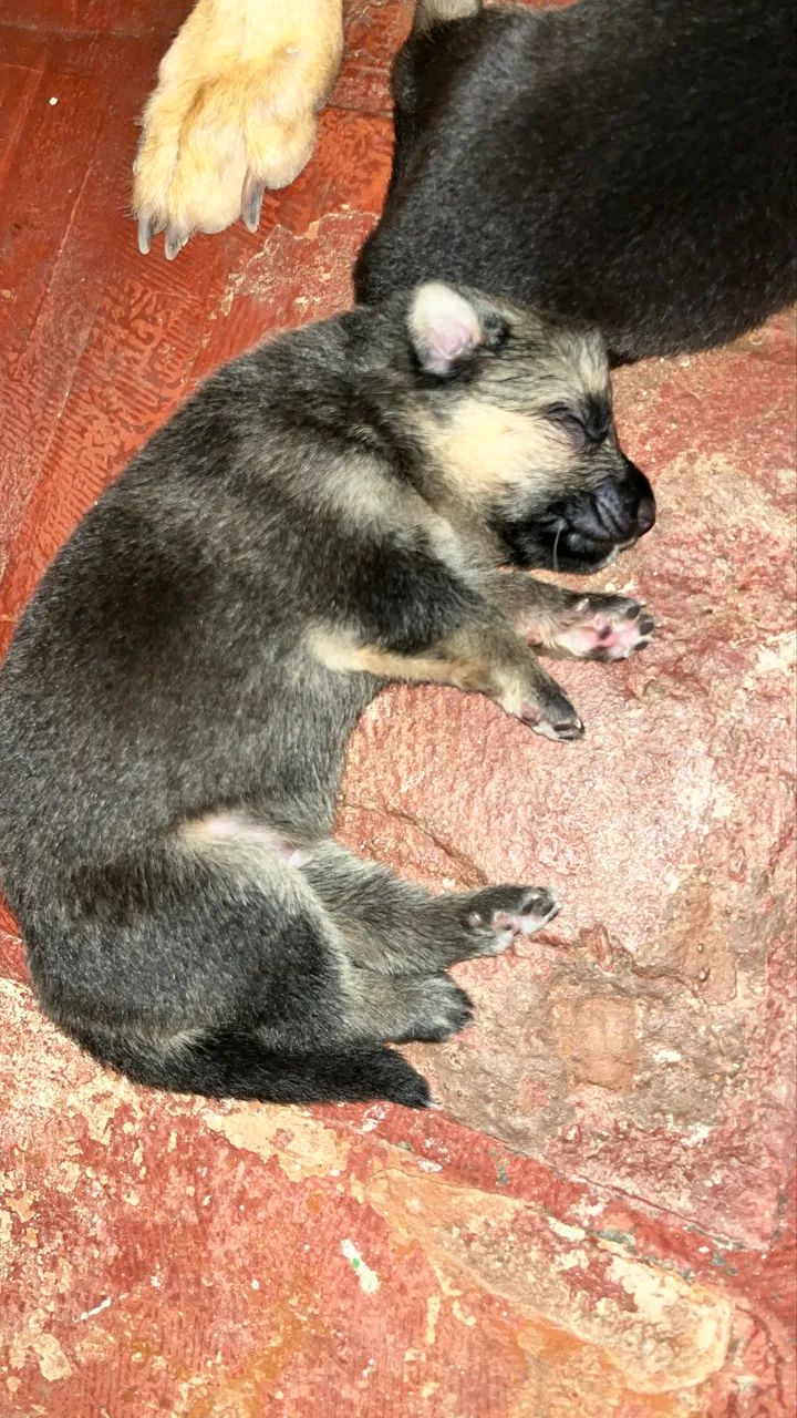 Pastor Alemão Filhotes - Foto 2