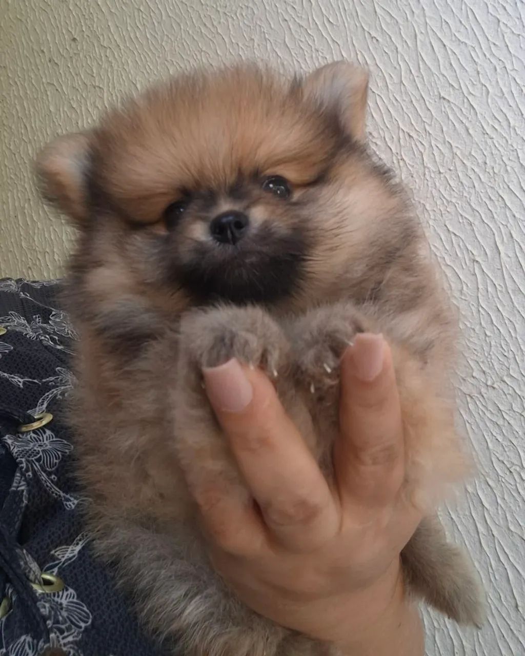 Spitz alemão - Foto 3