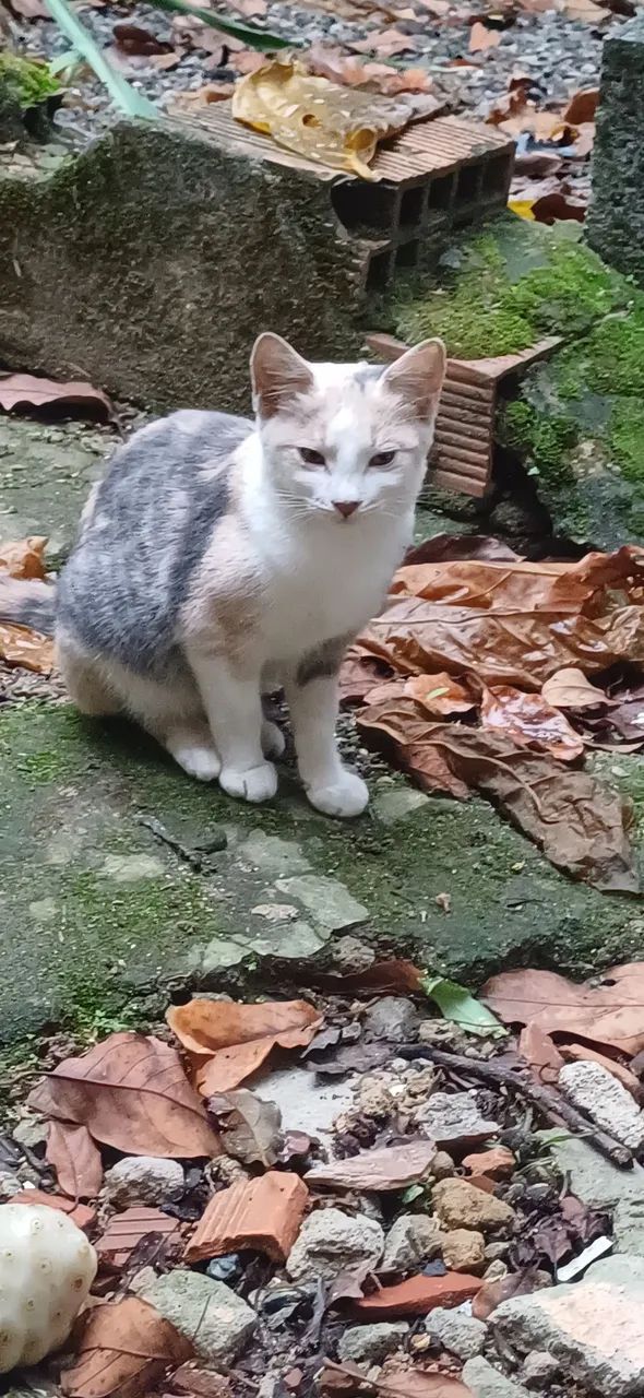 Doação gato - Foto 2