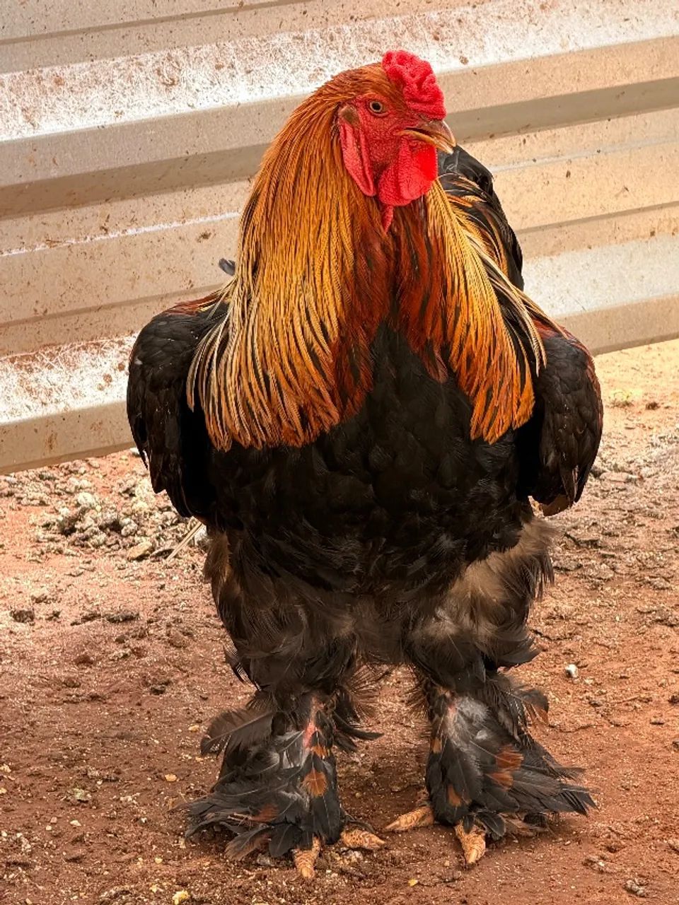 galo brahma perdiz - Foto 2