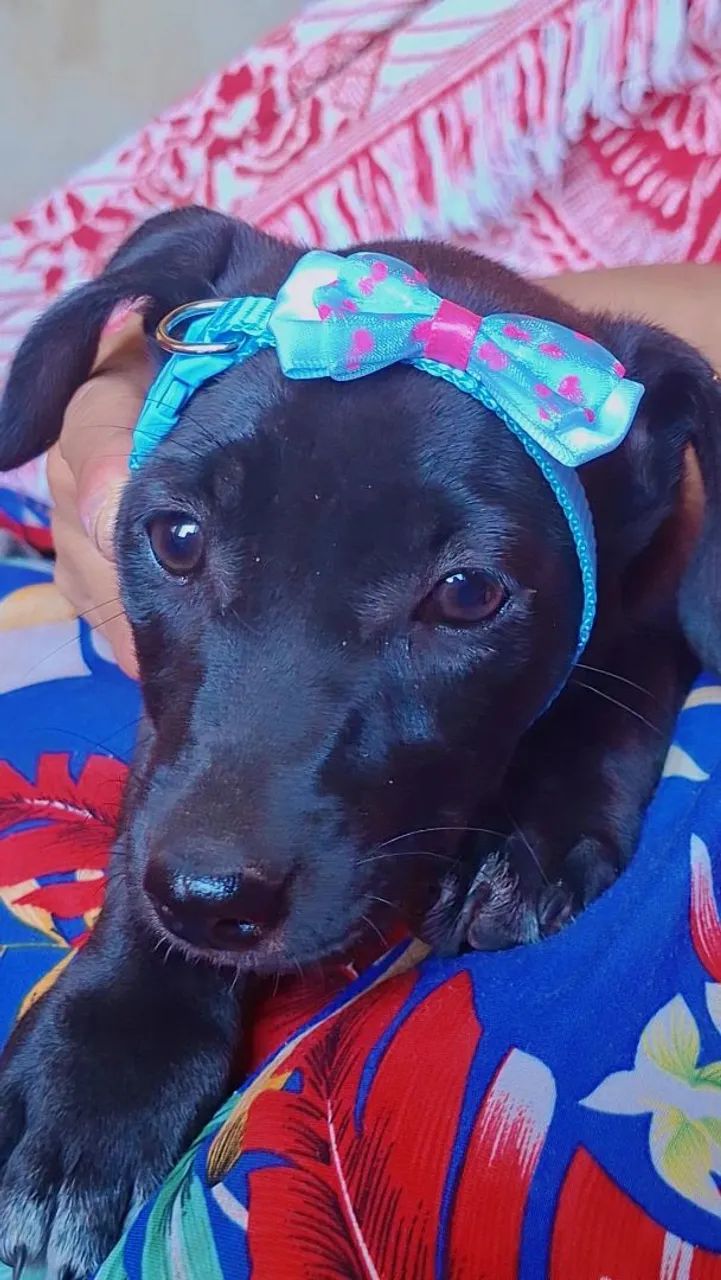 Filhote de cachorro médio 