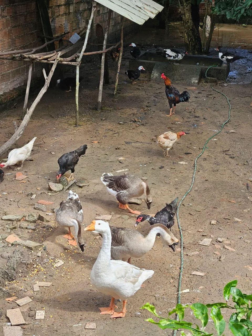 Gansos  - Foto 3