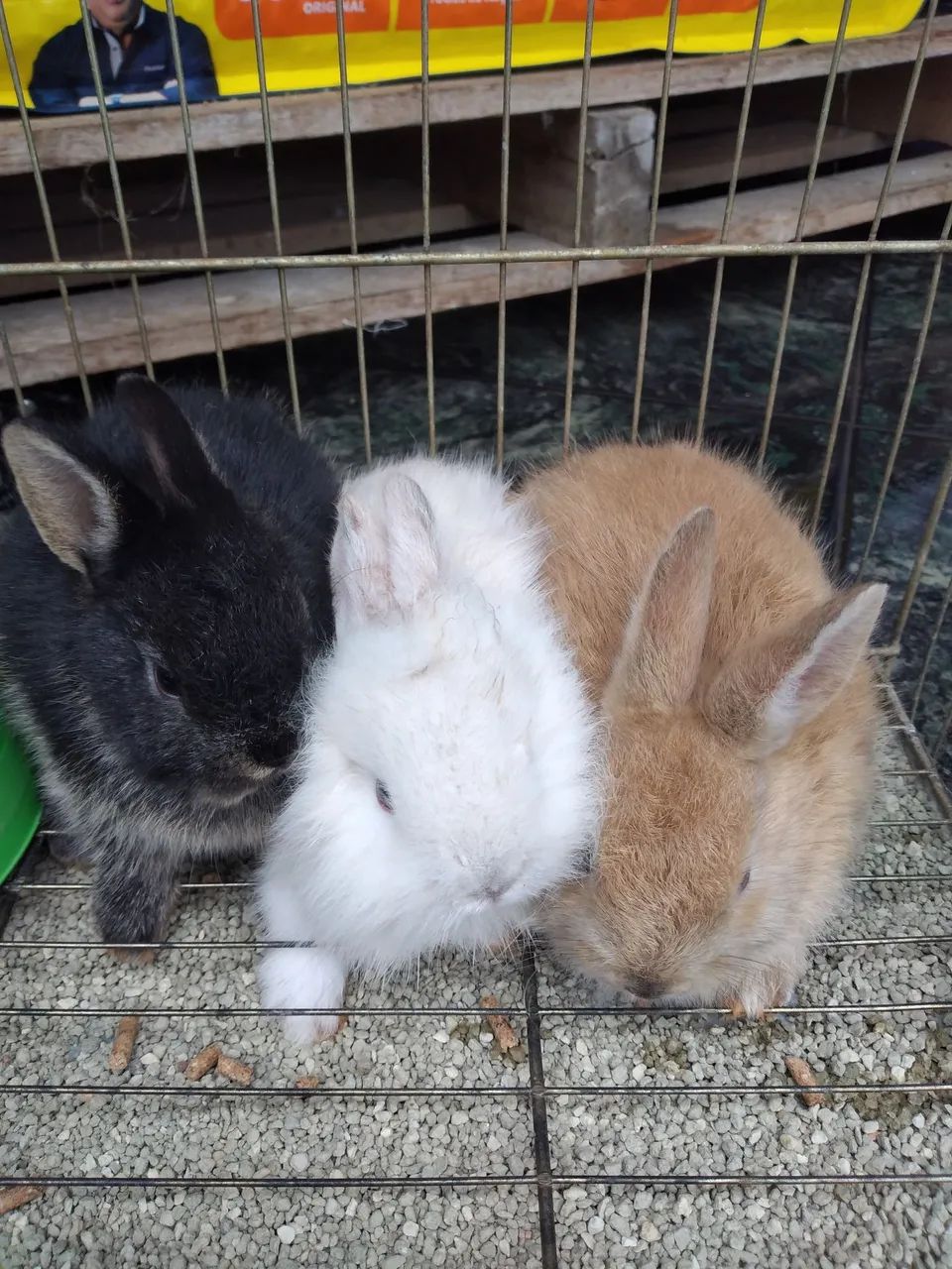 Coelhos filhotes mestiça Lion c / mini rex