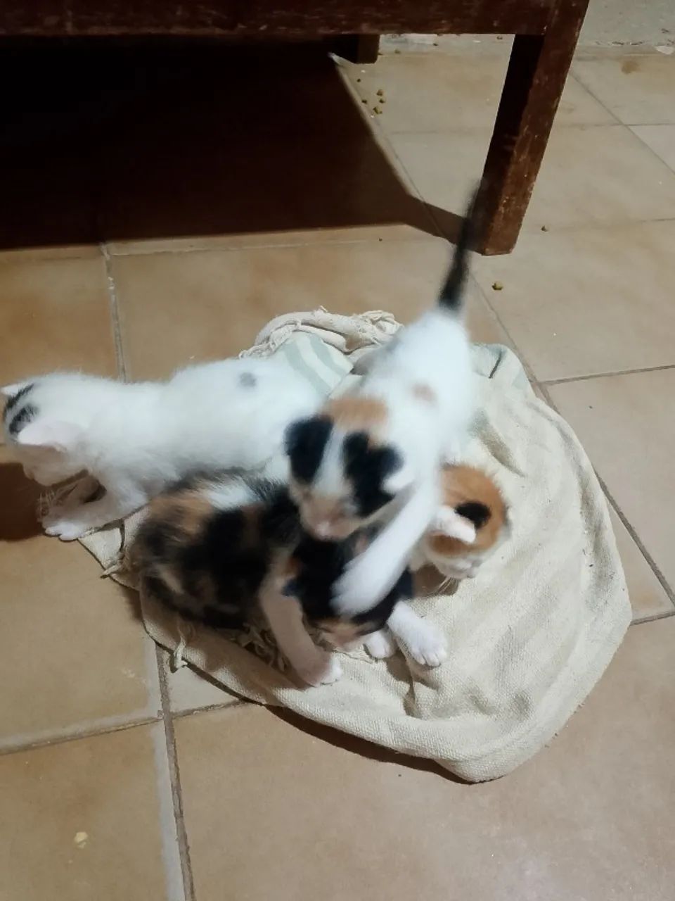 Doação de filhotes de gatos  - Foto 2