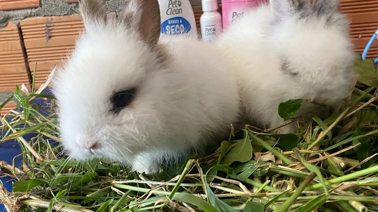 Filhotes de coelhos disponível - Foto 3