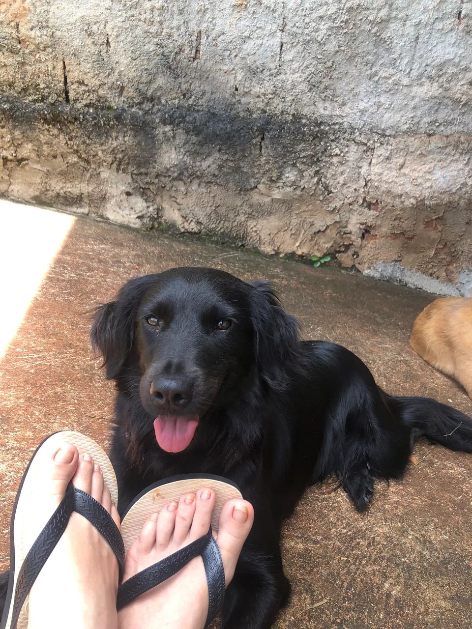 Adoção responsável!! - Foto 2