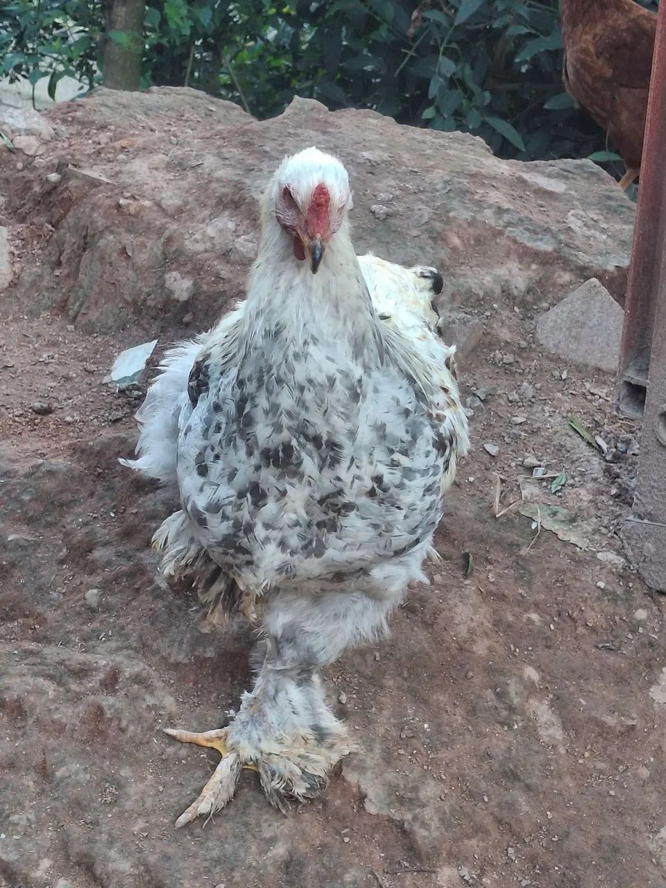 Frango Brahma Disponível!